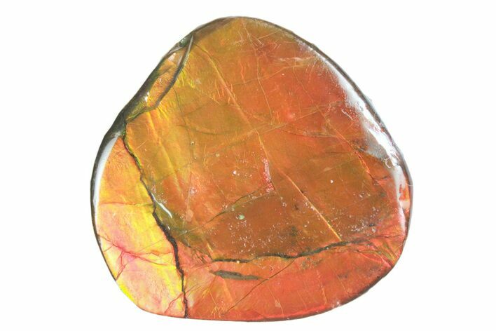 Iridescent Ammolite (Fossil Ammonite Shell) - Alberta #357484